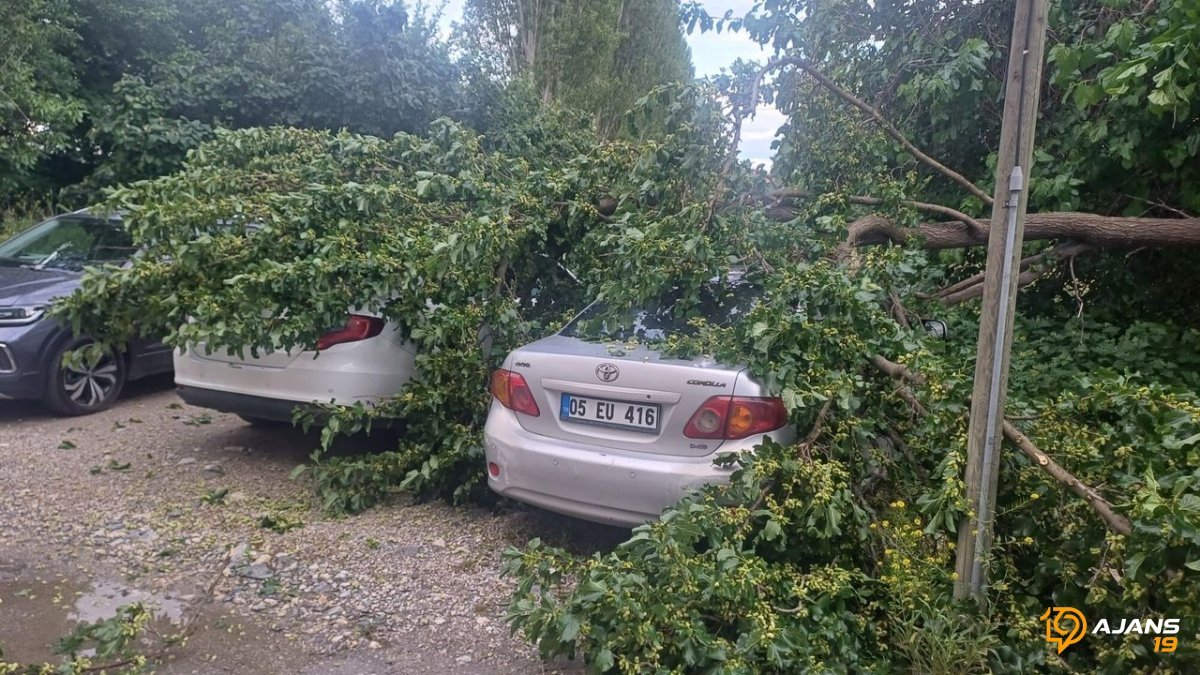 Çorum'da Gökyüzünden Gelen Tehlike: Park Halindeki Araçlar Devasa Ağacın Altında Kaldı!