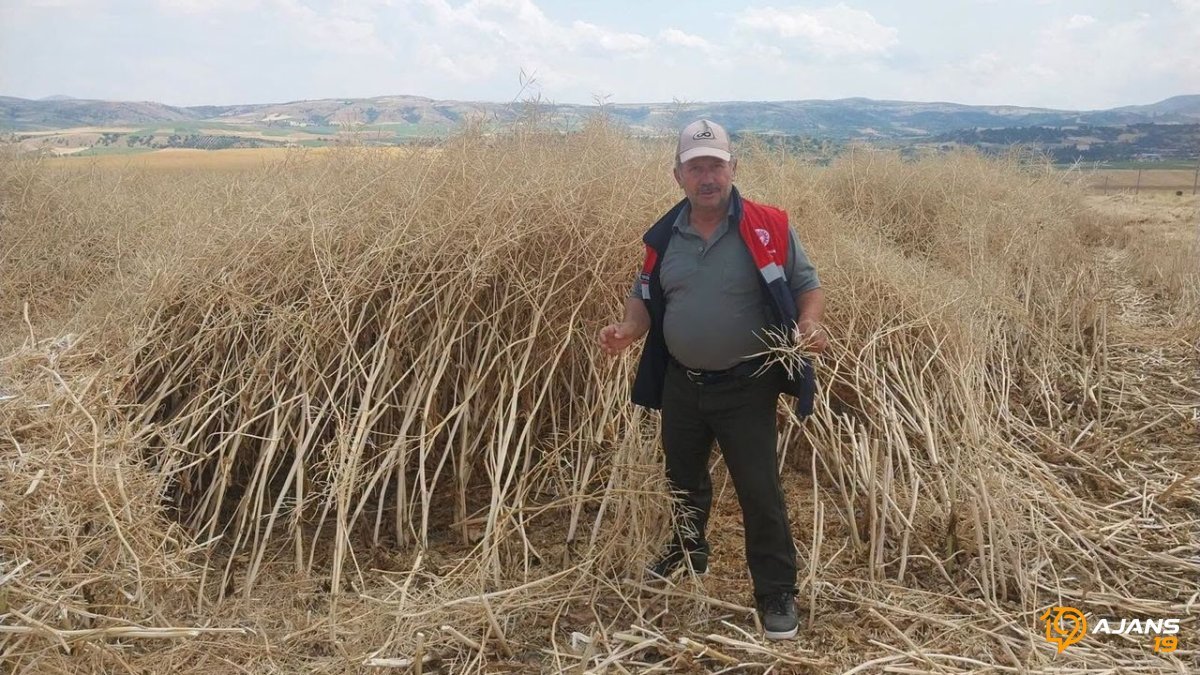 Tarımsal Devrim mi? Bu Verimlilik Rekor Seviyede! Dekardan 382 Kilo Sürpriz Hasat!