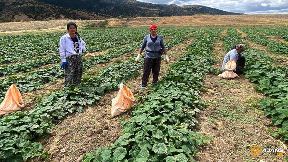Çorum'un salatalığı ile meşhur köyü
